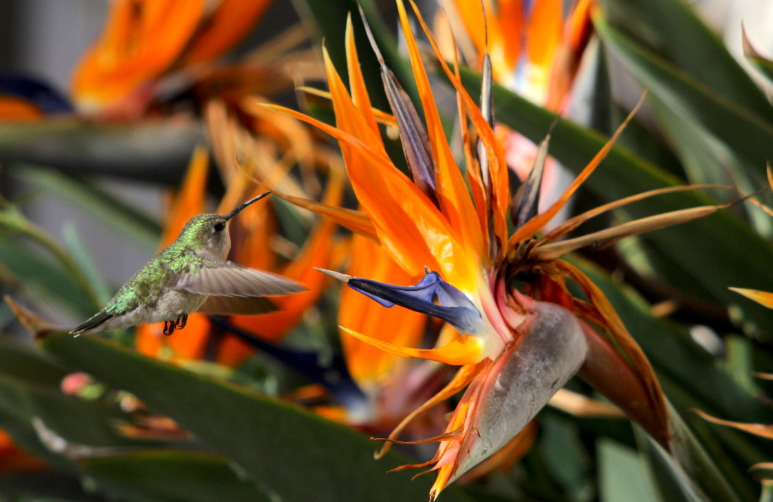 Hummingbirds from backyards and beyond